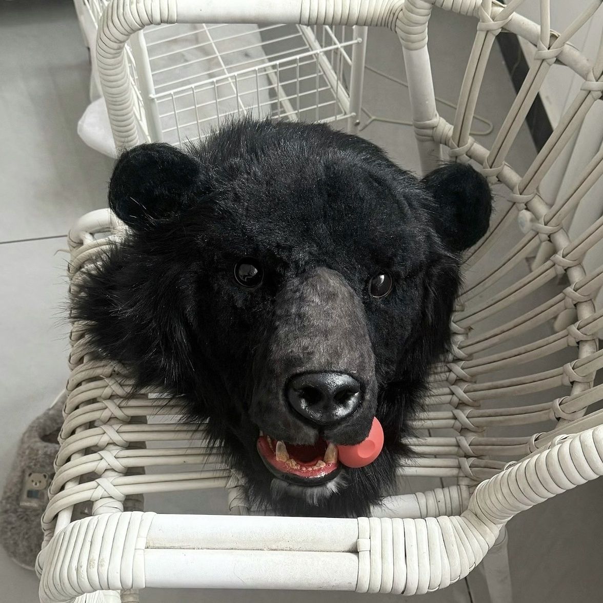 Brown bear realistic animal skull with movable jaw